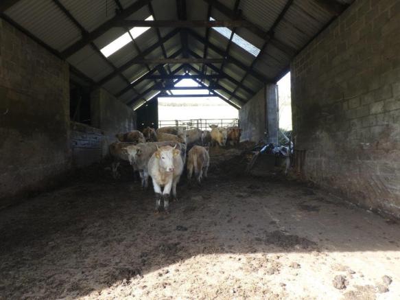 Fodder Shed and Loose Cattle Housing with Further