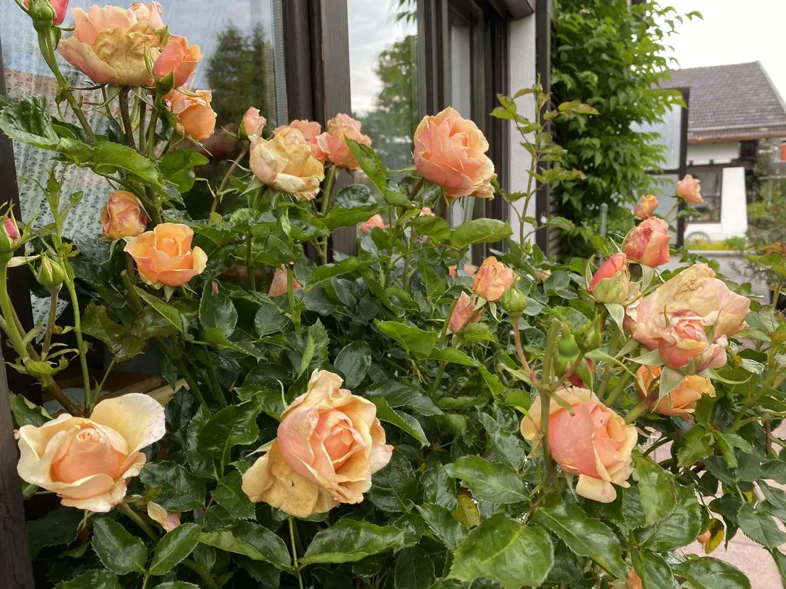 Terrasse mit Rosen -- Möbliertes Landhaus in Holzkirchen - zentral, ruhig und mit viel Garten!