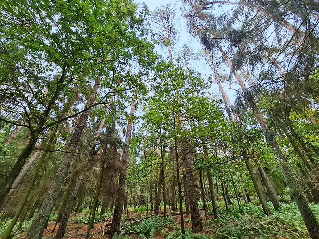Ansicht --  Vertragsfreies Waldgrundstück in Oberbarnim 