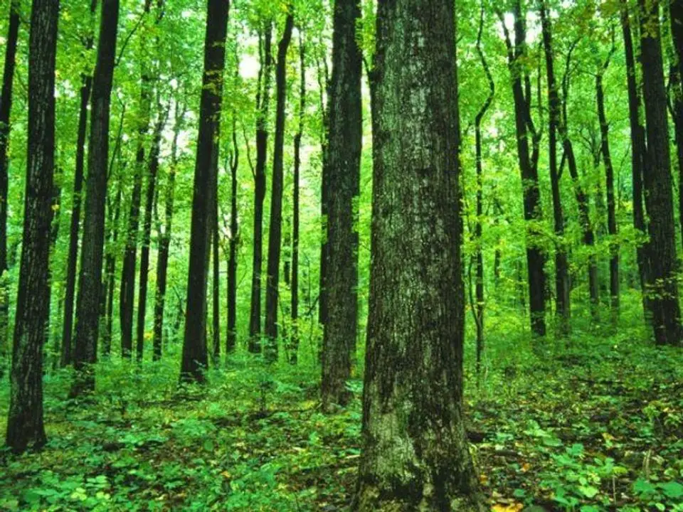 Wald im Kroatien 175 ha