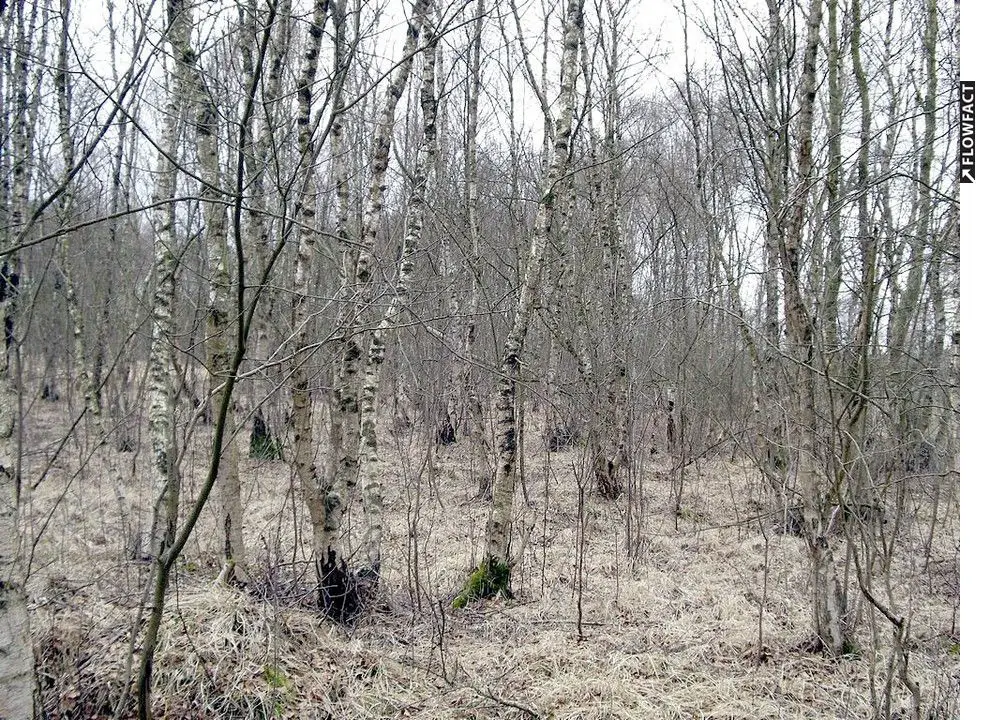 Ansicht 1 -- Großes 45.000m² Grundstück mit Birkenwald in Vollersode