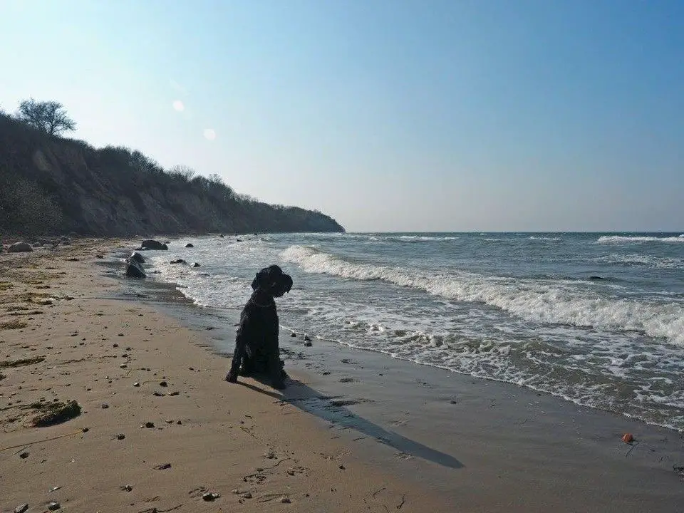 Urlaub mit Hund Steinbeck -- Das gibt es noch! Ferienanlage nur 300 m von der Ostsee entfernt in 23948 Steinbeck!