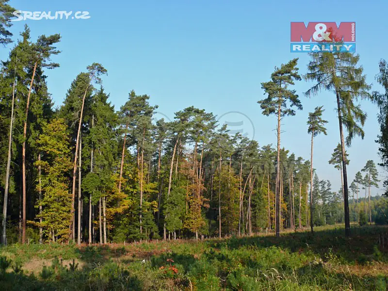 Prodej  lesa 31 726 m², Písečná, okres Jeseník