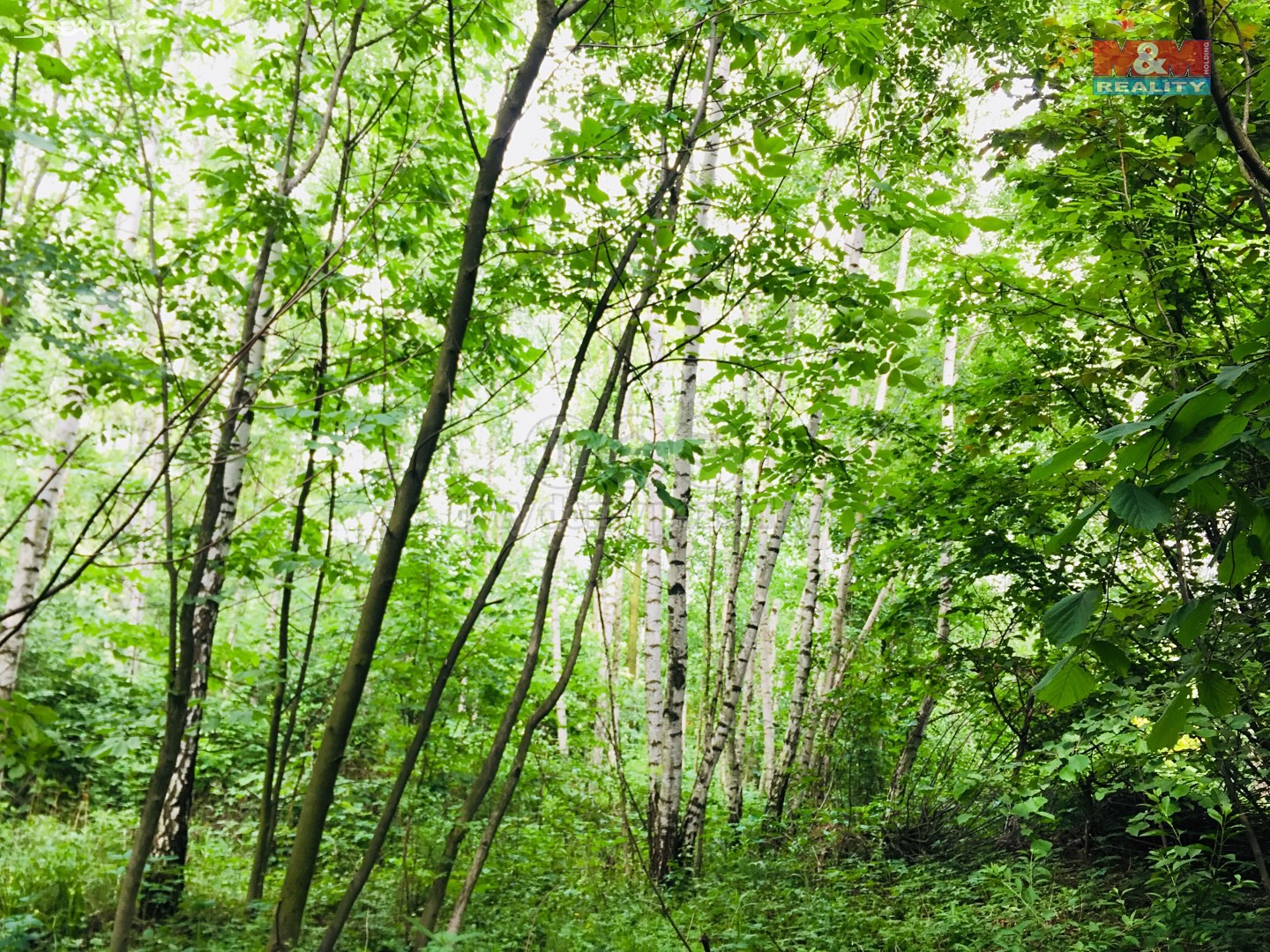 Prodej  lesa 31 726 m², Písečná, okres Jeseník