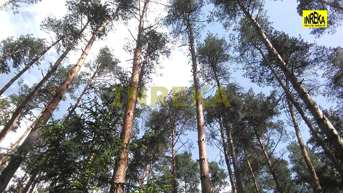 Prodej  lesa 9 474 m², Přehořov - Kvasejovice, okres Tábor
