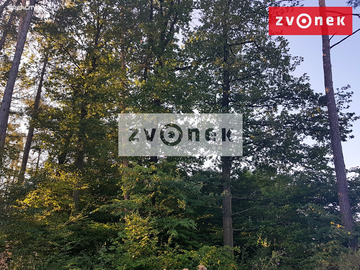 Prodej  lesa 140 000 m², Bojkovice - část obce Přečkovice, okres Uherské Hradiště