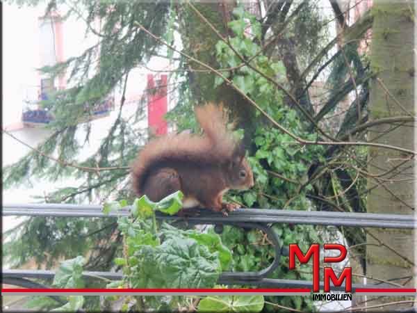 Egon das Eichhörnchen -- Günstige Renovierte große 2 Zimmer Altbau Whg mit 2 Sonnen Balkon 