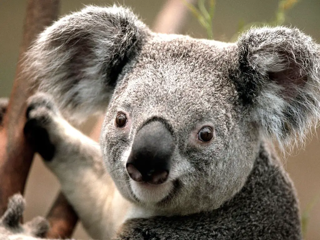 Koala -- Großes EFH mit Garage in bester Lage zeitweise zu vermieten - Zeitvermietung