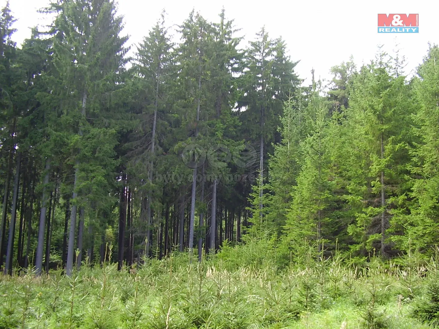 Prodej  lesa 10 455 m², Bušín, okres Šumperk