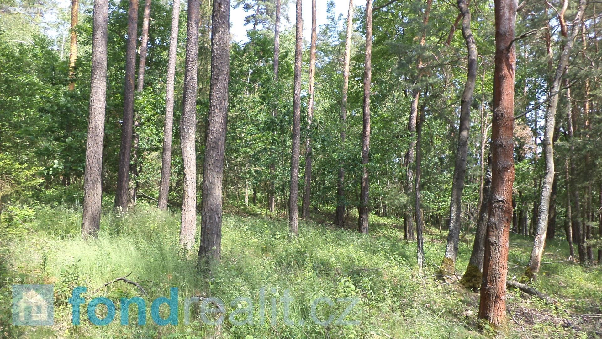 Prodej  lesa 3 299 m², Šebířov - Křekovice, okres Tábor