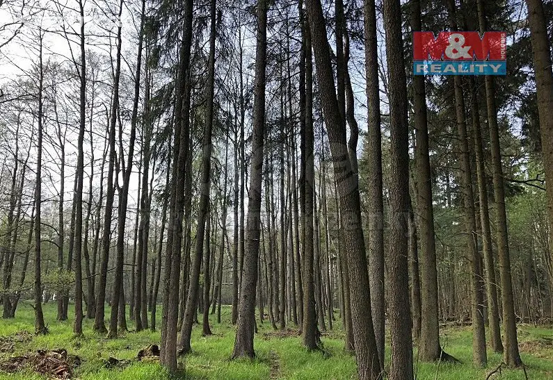 Prodej  lesa 303 837 m², Aš - Horní Paseky, okres Cheb