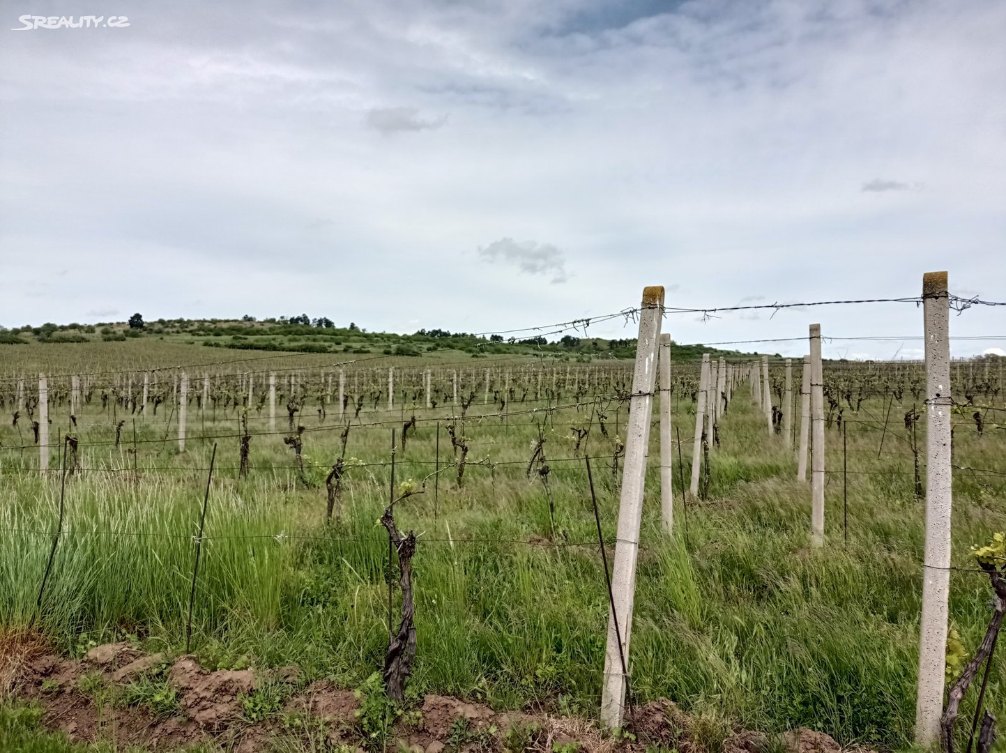 Prodej  sadu, vinice 6 280 m², Miroslav, okres Znojmo