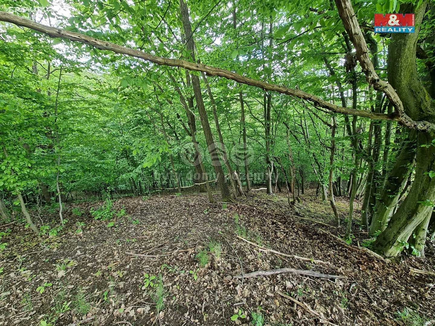 Prodej  lesa 5 925 m², Místo - Vysoká Jedle, okres Chomutov