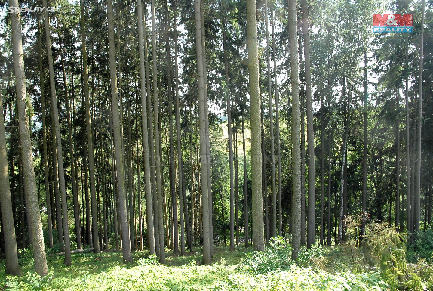 Prodej  lesa 36 302 m², Libštát, okres Semily