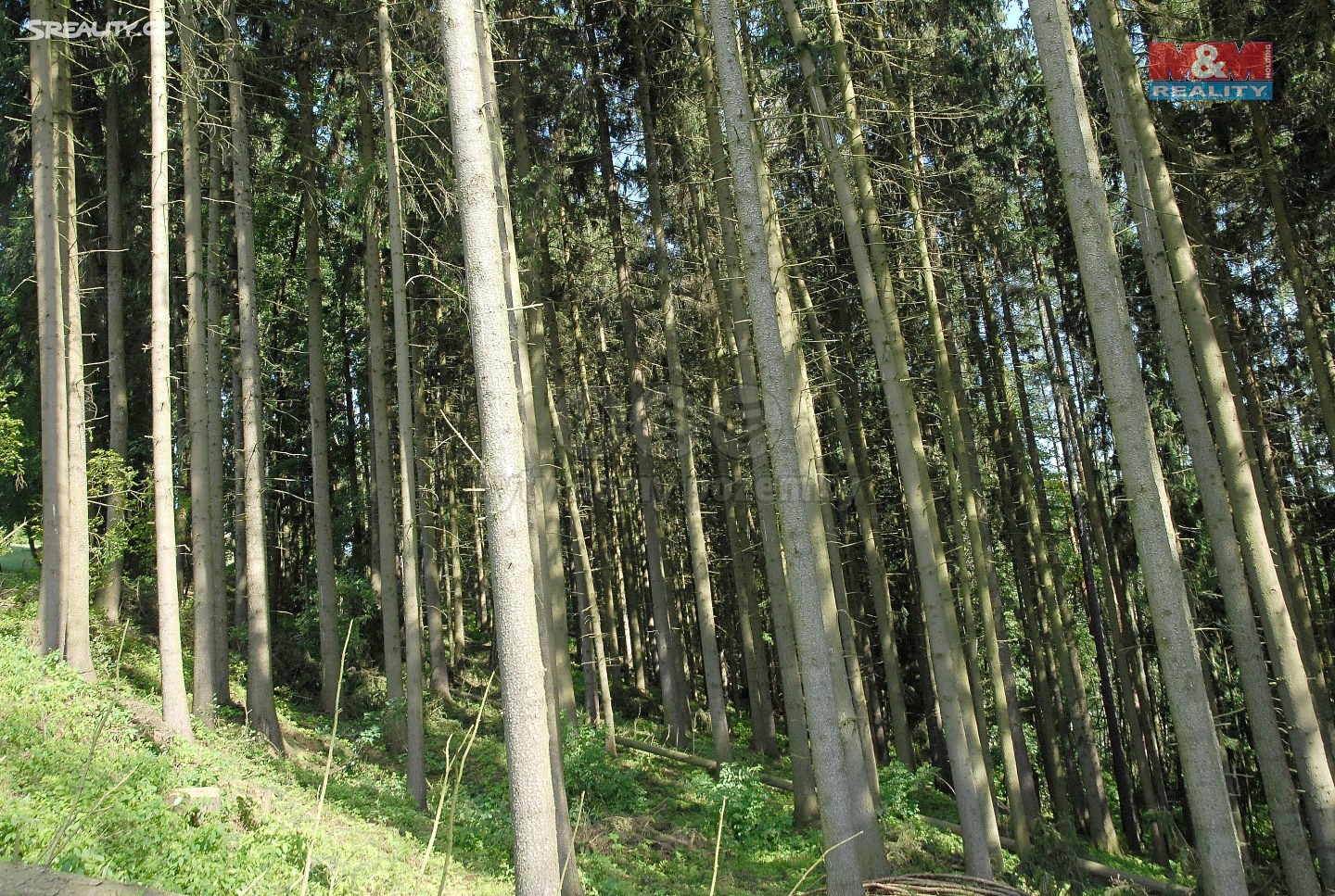 Prodej  lesa 36 302 m², Libštát, okres Semily