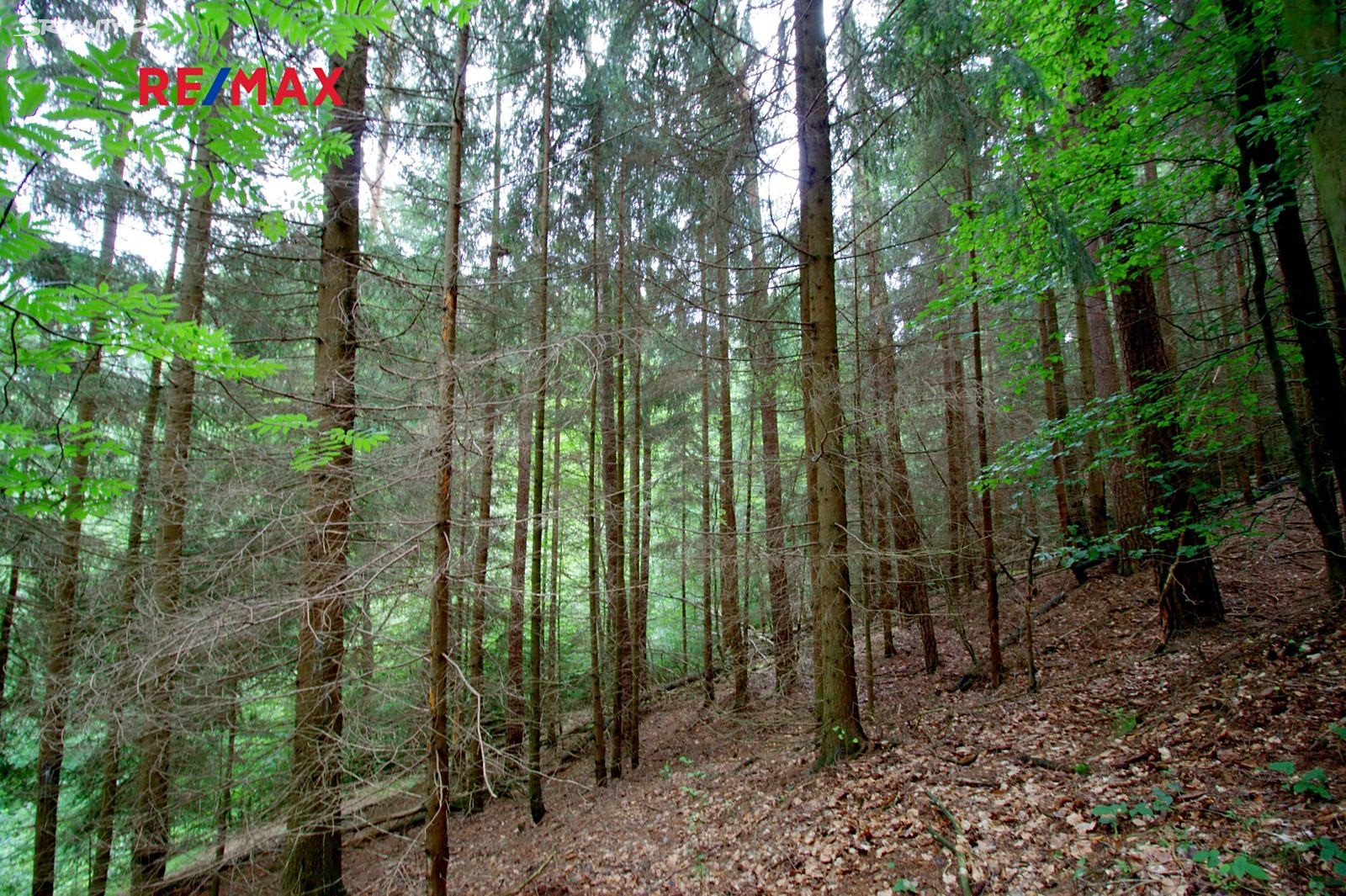 Prodej  lesa 29 326 m², Hlavice, okres Liberec