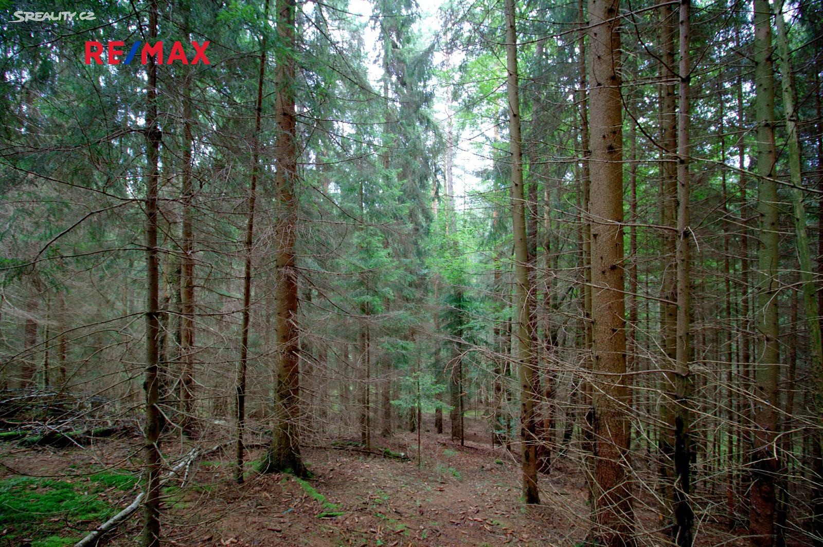 Prodej  lesa 29 326 m², Hlavice, okres Liberec