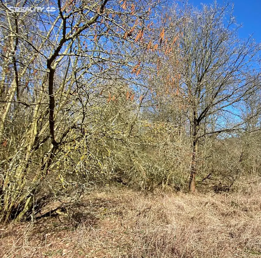 Prodej  lesa 2 800 m², Chýnov - Dobronice u Chýnova, okres Tábor