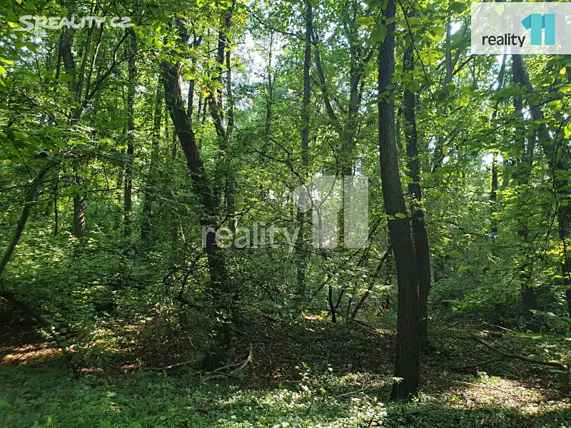 Prodej  lesa 3 050 m², Jesenice - Osnice, okres Praha-západ
