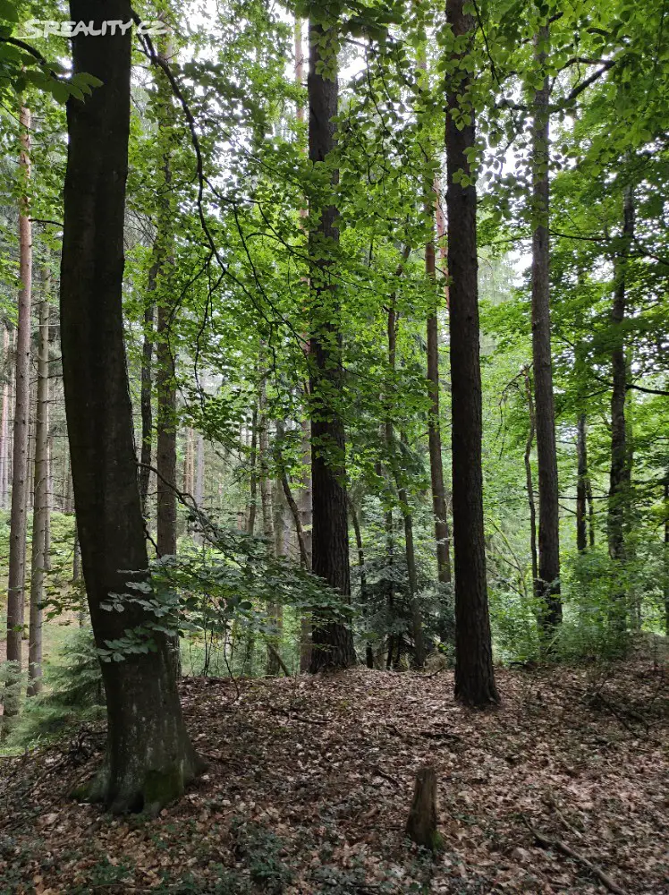 Prodej  lesa 2 145 m², Rynoltice - Polesí, okres Liberec