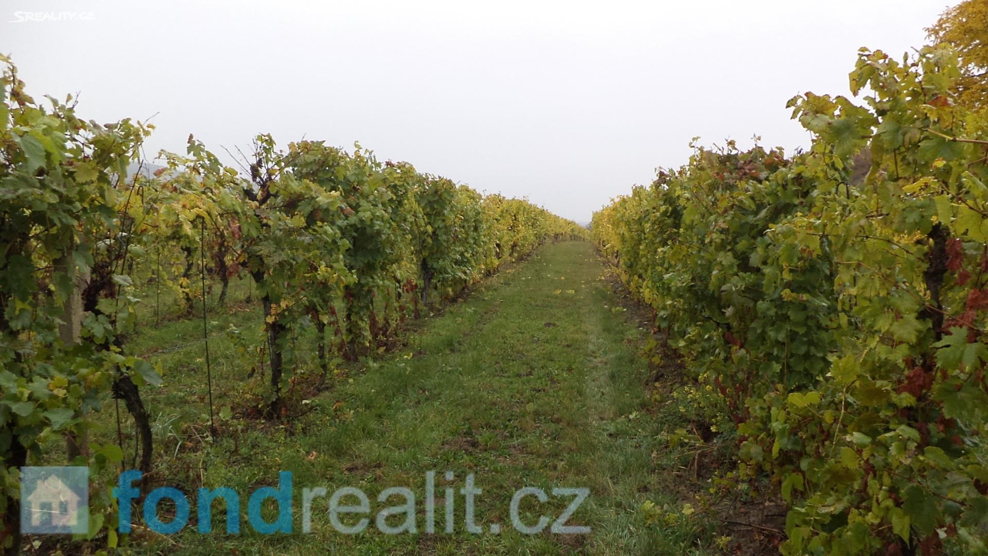 Prodej  sadu, vinice 4 541 m², Morkůvky, okres Břeclav