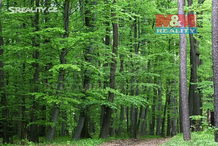 Prodej  lesa 9 024 m², Zdíkov - Branišov, okres Prachatice