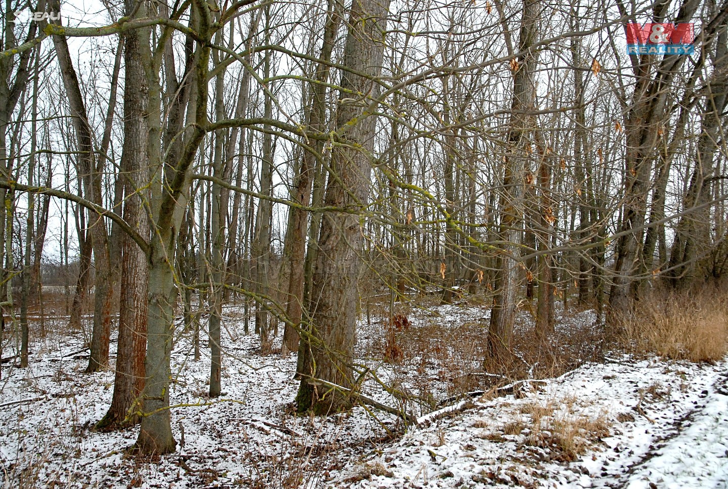 Prodej  lesa 4 956 m², Sobotka - Kdanice, okres Jičín