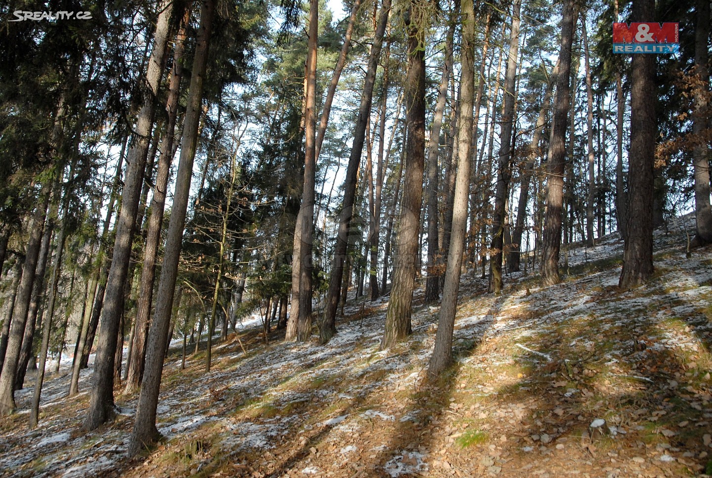 Prodej  lesa 10 744 m², Libuň - Jivany, okres Jičín