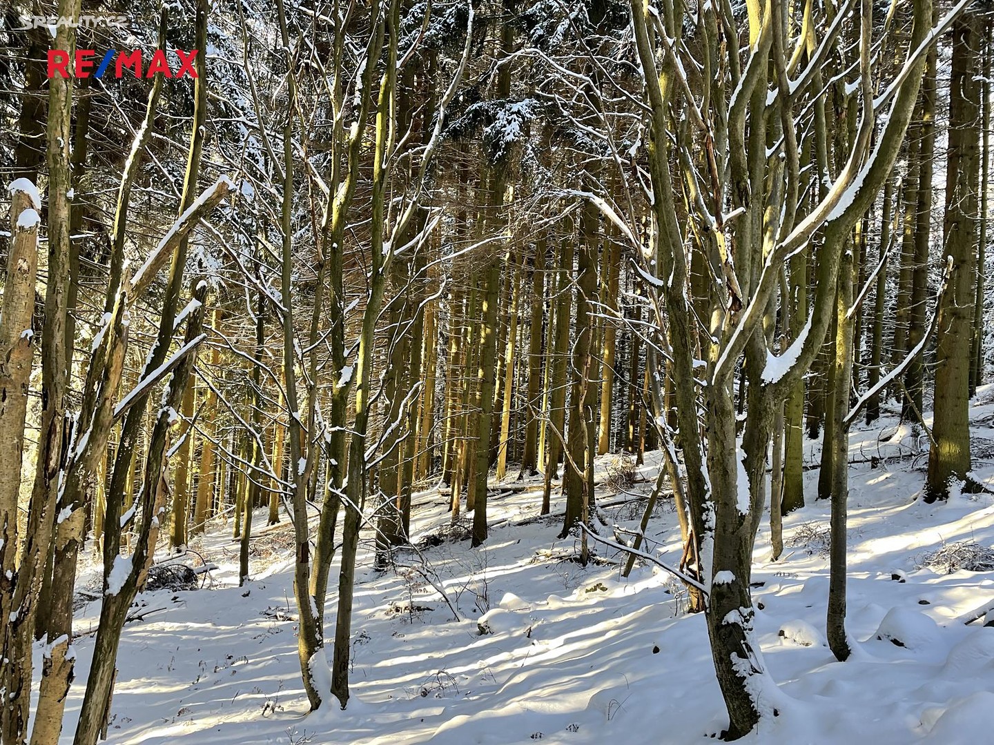 Prodej  lesa 1 795 m², Světlá pod Ještědem, okres Liberec