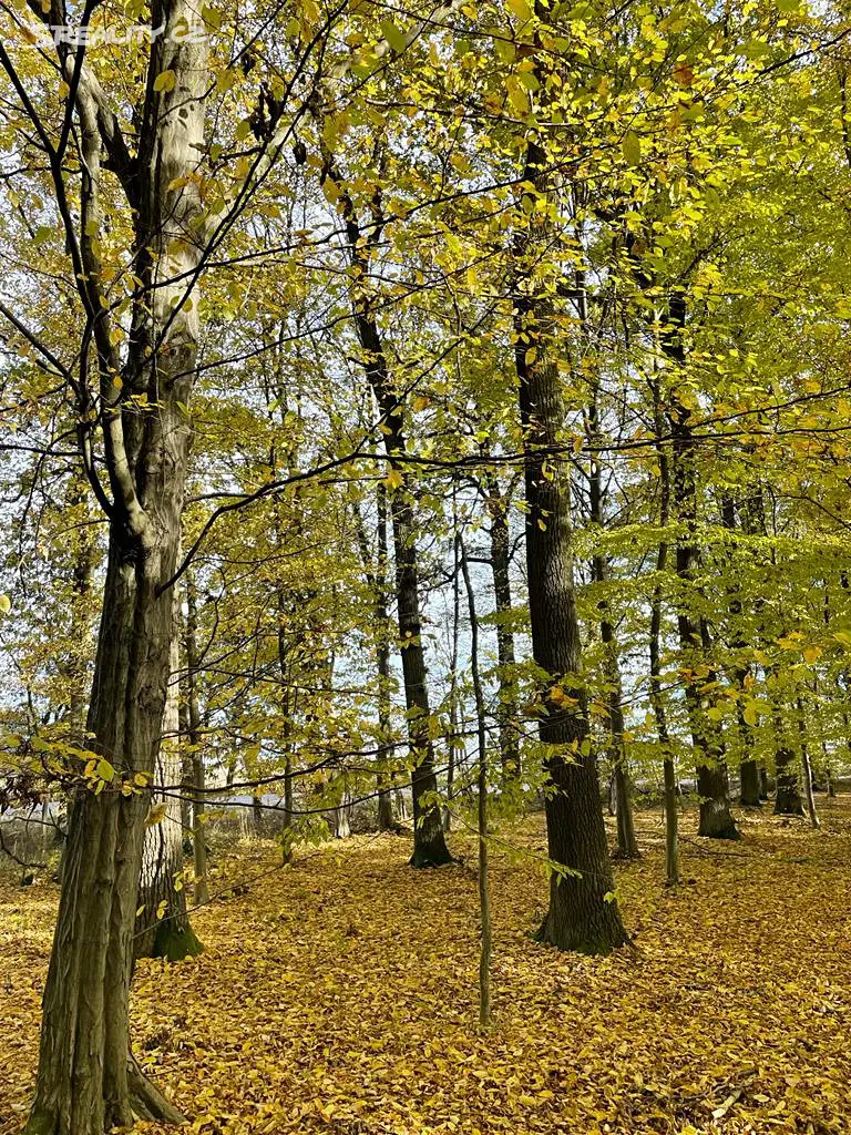 Prodej  lesa 1 495 m², Myštěves, okres Hradec Králové