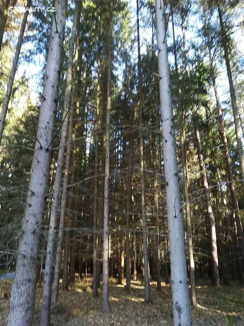 Prodej  lesa 8 625 m², Bílsko, okres Strakonice