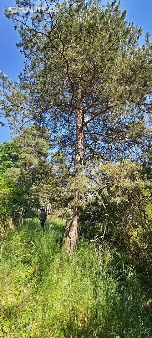 Prodej  lesa 6 650 m², Kožichovice, okres Třebíč