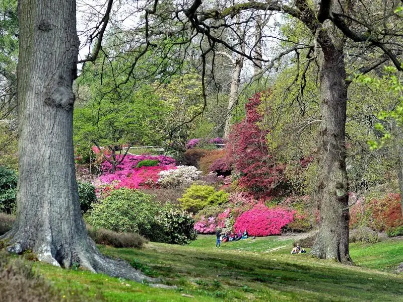 Valley Gardens, Windsor Great park