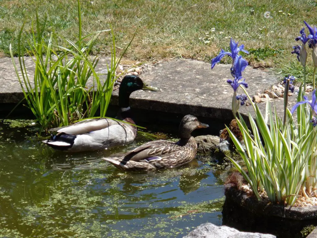 Ducks in pond.JPG