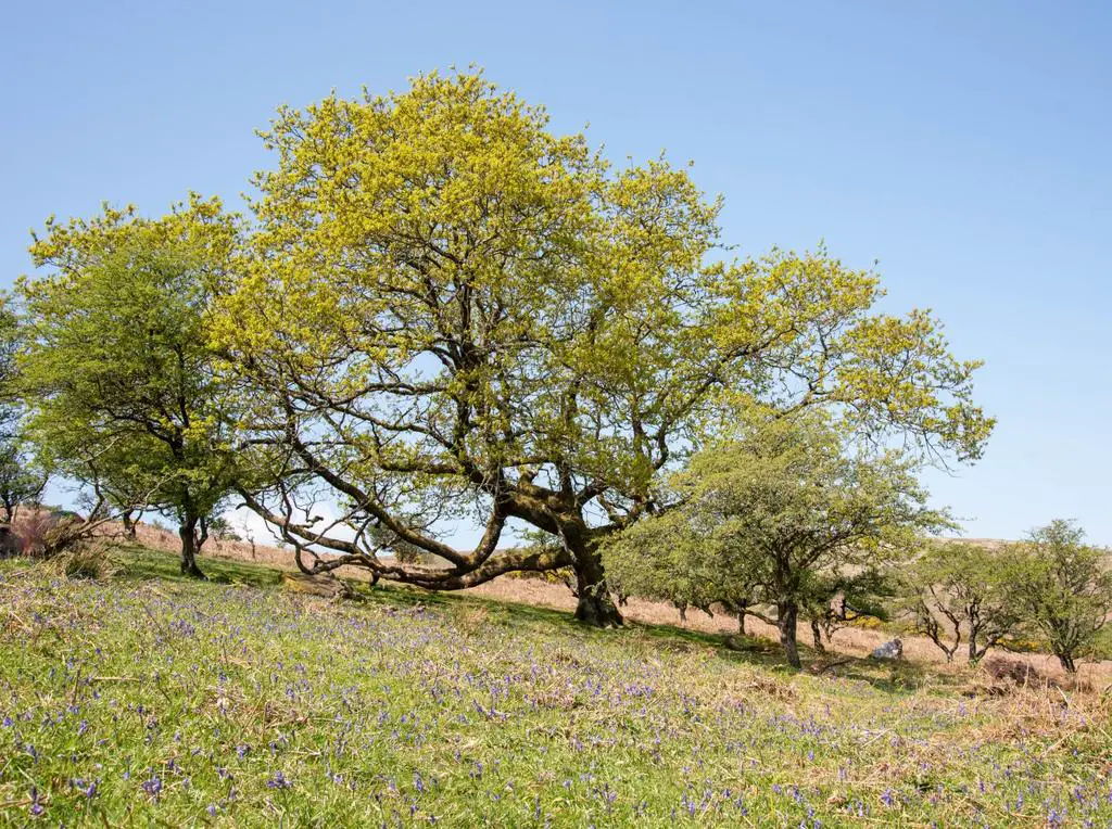 Trees &amp; Flowers