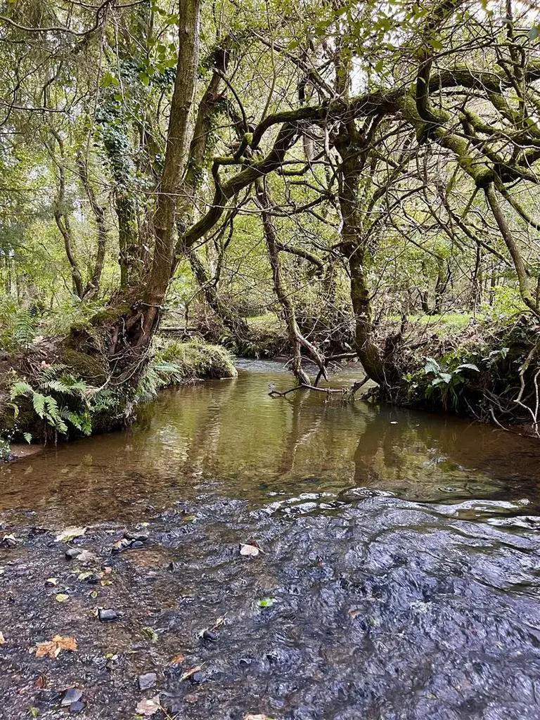 River at Meadow Wood 1.jpeg