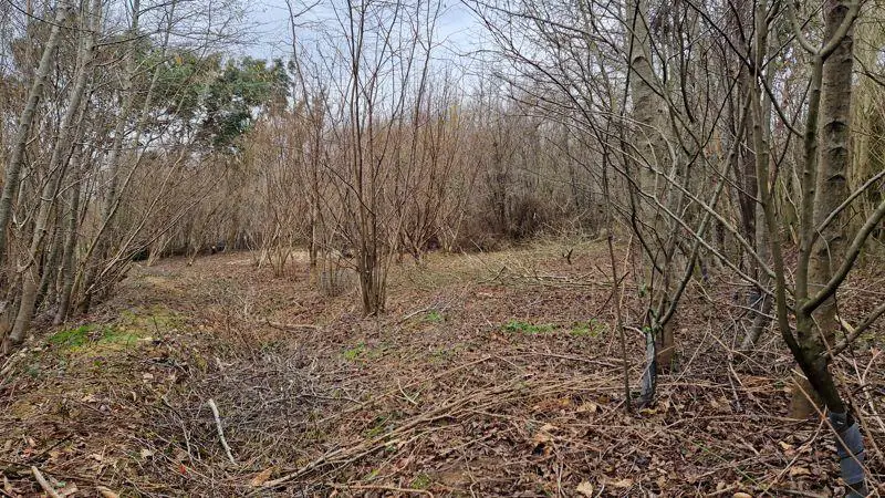 Adjoining coppiced