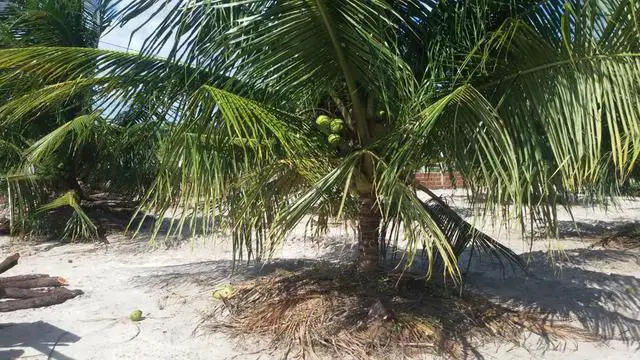 Foto 2 de Chácara com 2 Quartos à venda, 78000m² em Santa Agueda, Ceará Mirim