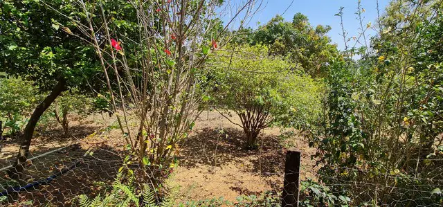 Foto 3 de Chácara com 1 Quarto à venda, 20000m² em Area Rural de Brazlandia, Brasília