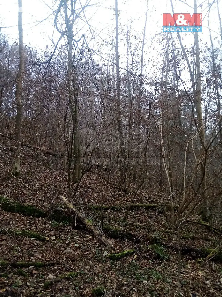 Prodej  lesa 6 452 m², Bušín, okres Šumperk