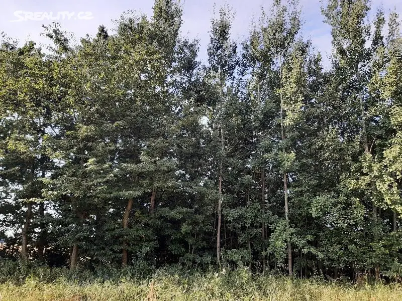 Prodej  lesa 1 281 m², Vikýřovice, okres Šumperk