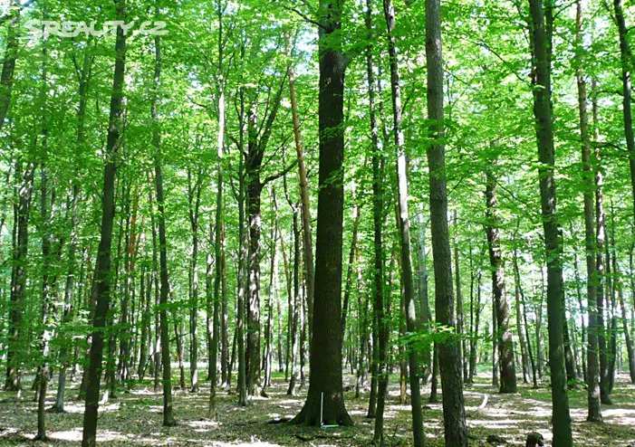 Prodej  lesa 2 899 m², Petřvald, okres Nový Jičín