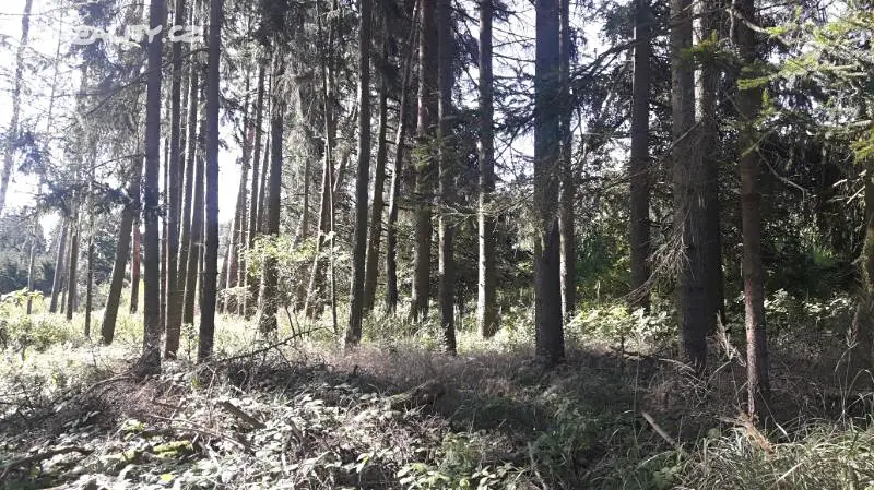 Prodej  lesa 166 m², Buřenice, okres Pelhřimov