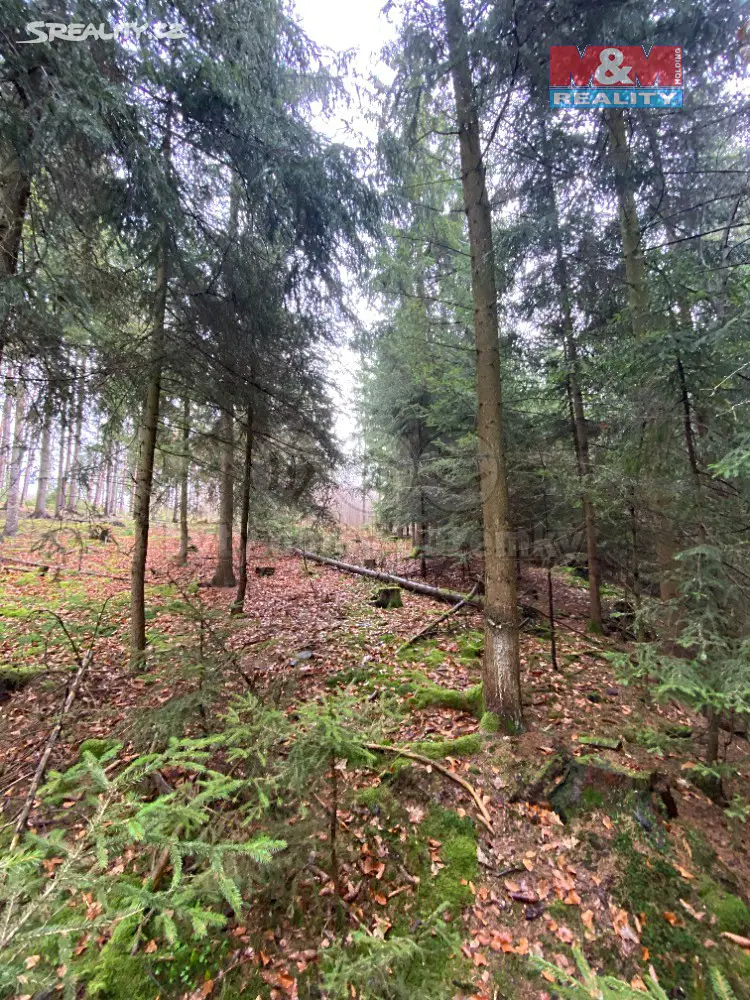 Prodej  lesa 5 043 m², Chýstovice, okres Pelhřimov