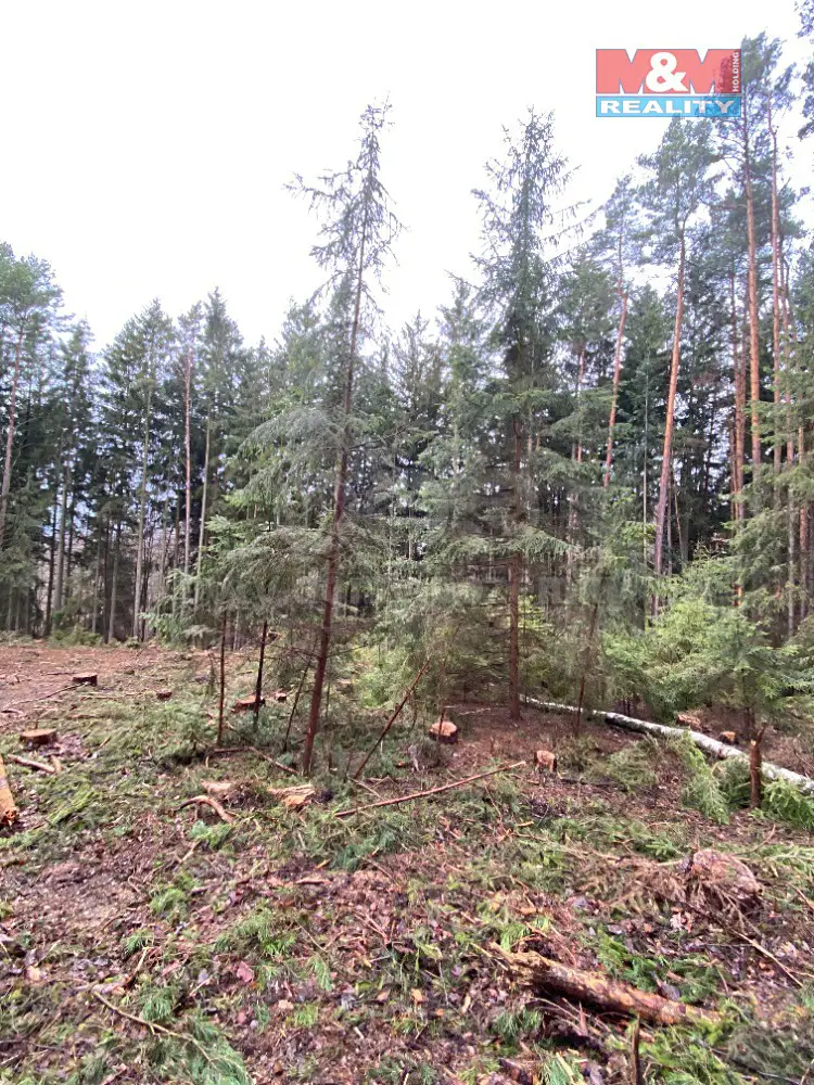 Prodej  lesa 16 541 m², Chýstovice, okres Pelhřimov