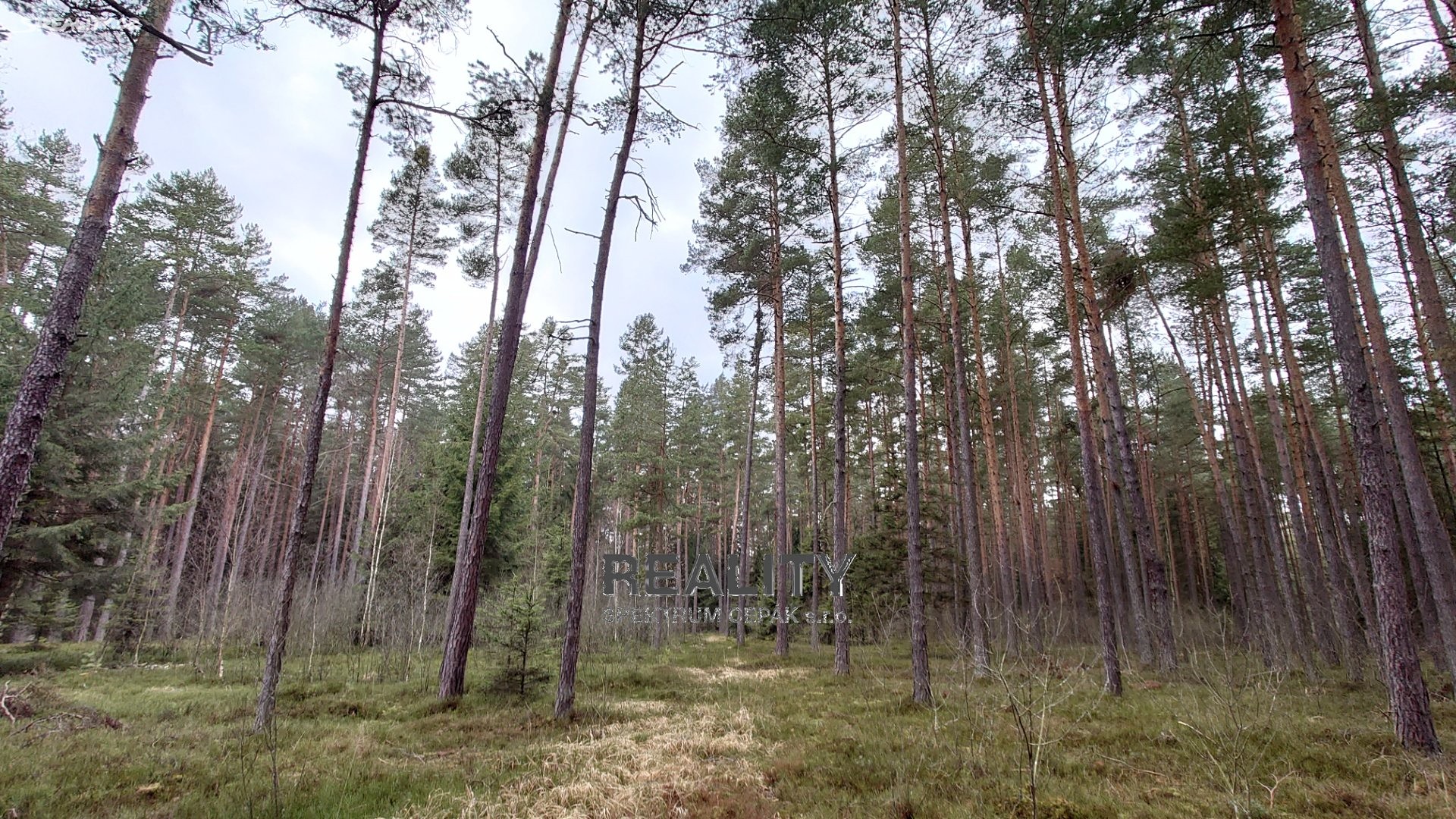 Prodej  lesa 24 323 m², Ledenice - Zborov, okres České Budějovice