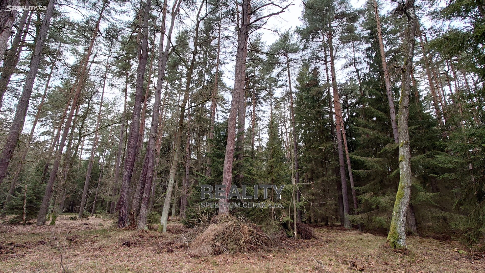 Prodej  lesa 24 323 m², Ledenice - Zborov, okres České Budějovice