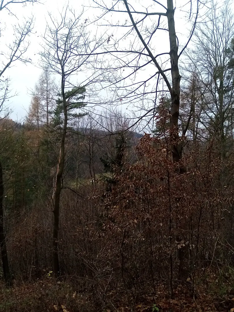 Prodej  lesa 5 305 m², Bušín, okres Šumperk