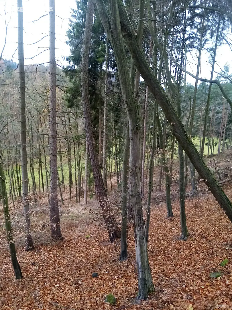 Prodej  lesa 5 305 m², Bušín, okres Šumperk