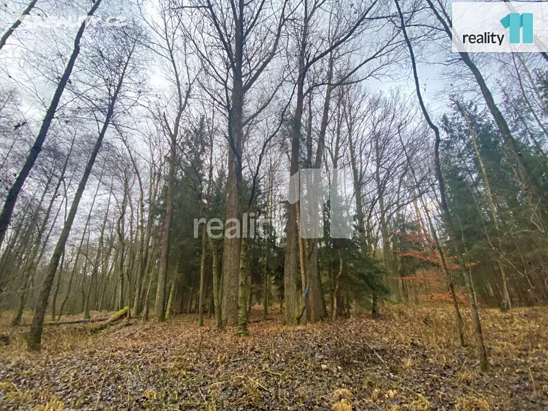 Prodej  lesa 9 653 m², Dnešice, okres Plzeň-jih